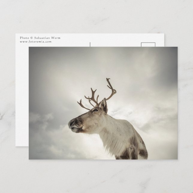 Reindeer Nature Photo Postcard (Front/Back)