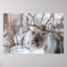 Reindeer Nature Photo