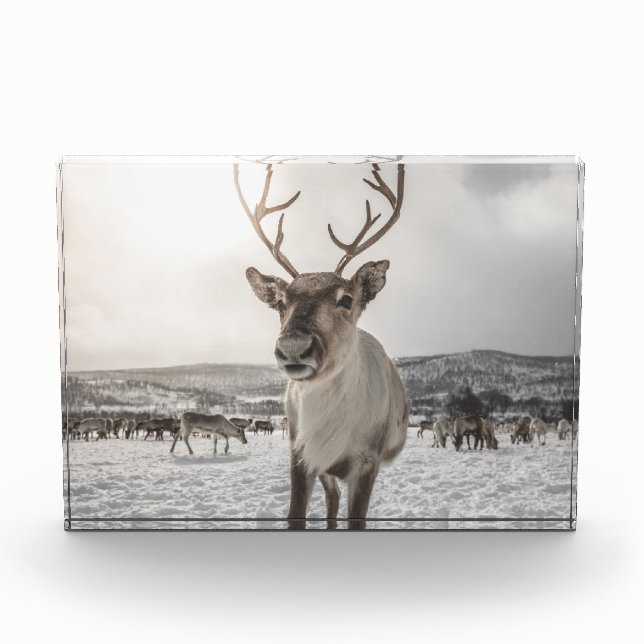 Reindeer Nature Photo Poster (Front)