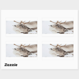 Reindeer Nature Photo Rectangular Sticker