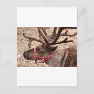 Reindeer near Anchorage, Alaska, USA Postcard