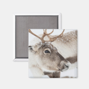 Reindeer Norway Nature Photo Magnet