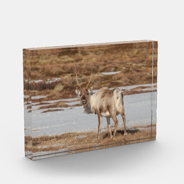 Reindeer Norway Photo Block (Left)