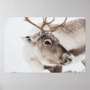 Reindeer Photo Poster