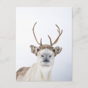 Reindeer Postcard
