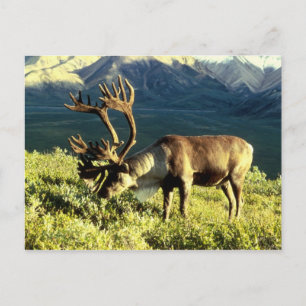 Reindeer Postcard