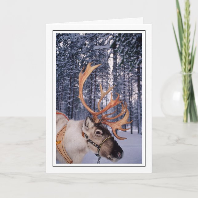 Reindeer Up-Close Holiday Card (Front)