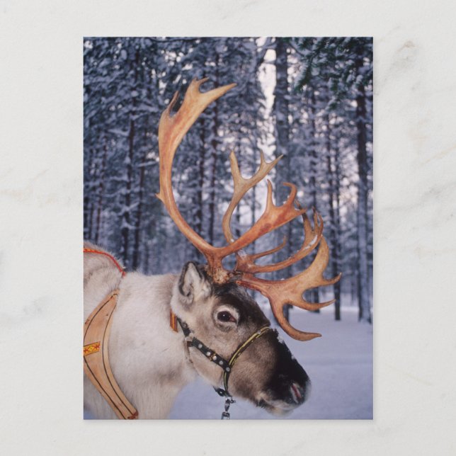 Reindeer Up-Close Holiday Postcard (Front)