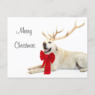 Reindeer yellow lab holiday postcard