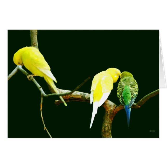 Rejection (Front Horizontal)