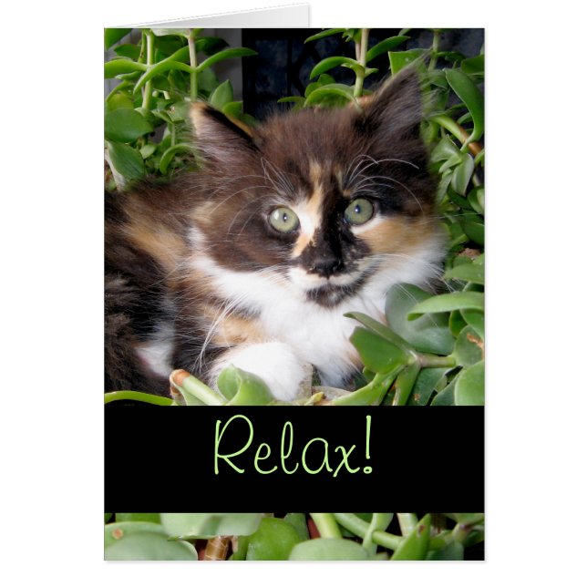 Relax! Cat Card (Front)