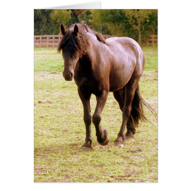 Relaxed Brown Horse Walking (Front)