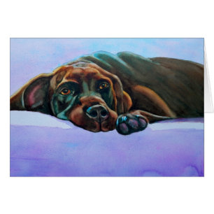 Relaxed Chocolate Lab Dog