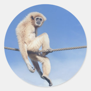 Relaxed Gibbon Sitting on a Rope in the Sun Classic Round Sticker