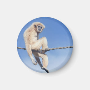 Relaxed Gibbon Sitting on a Rope in the Sun Magnet