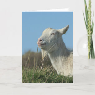 relaxed goat card