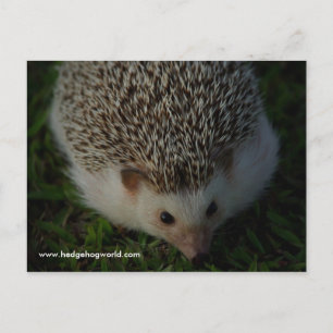 relaxed hedgehog postcard