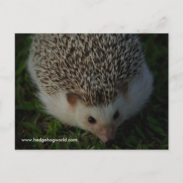 relaxed hedgehog postcard (Front)