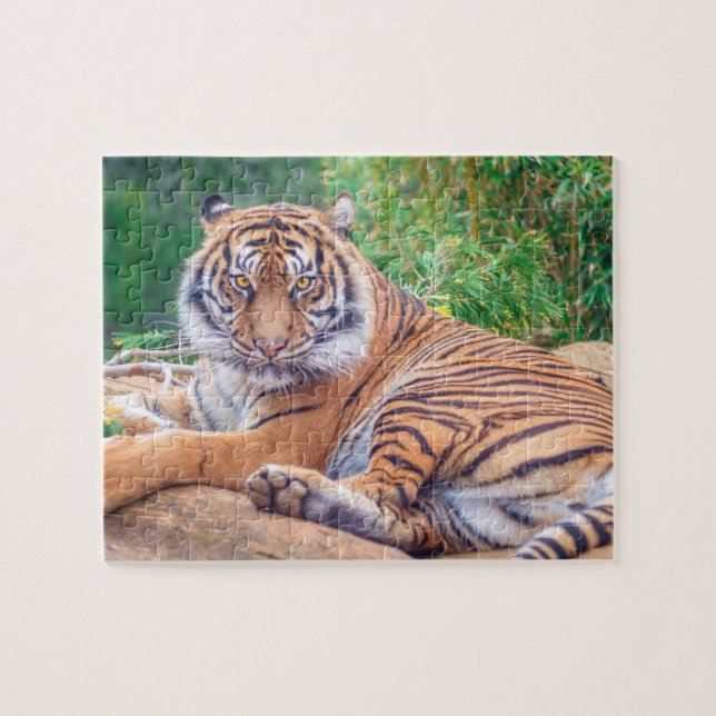 Relaxed Reclining Tiger Jigsaw Puzzle (Horizontal)