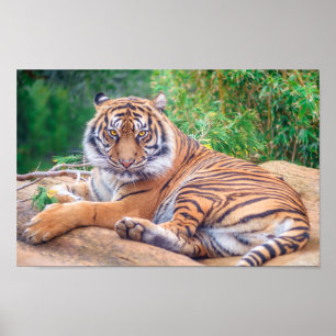 Relaxed Reclining Tiger Poster