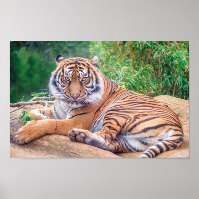 Relaxed Reclining Tiger Poster (Front)