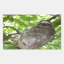 Relaxed Sloth in Nature