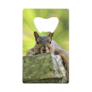 Relaxed Squirrel