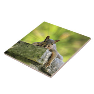 Relaxed Squirrel Ceramic Tile