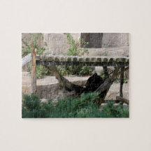 Relaxing Bear in Hammock