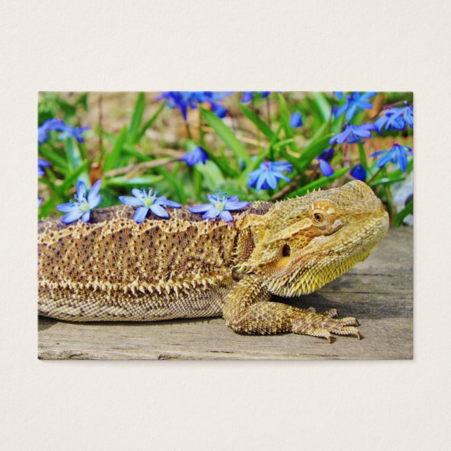 Relaxing Bearded Dragon (Front)
