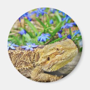 Relaxing Bearded Dragon Magnet