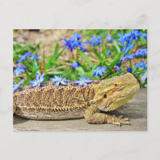 Relaxing Bearded Dragon Postcard