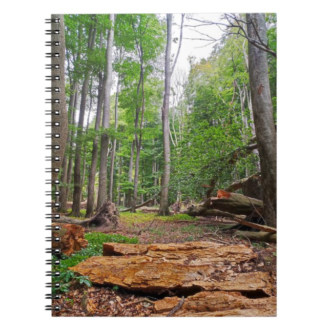 Relaxing Beech Forest Notebook (Front)