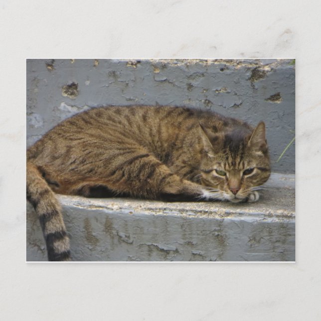 Relaxing Cat Postcard (Front)