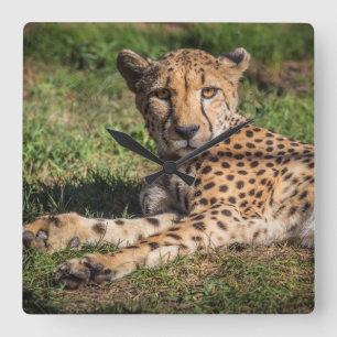 Relaxing Cheetah Square Wall Clock