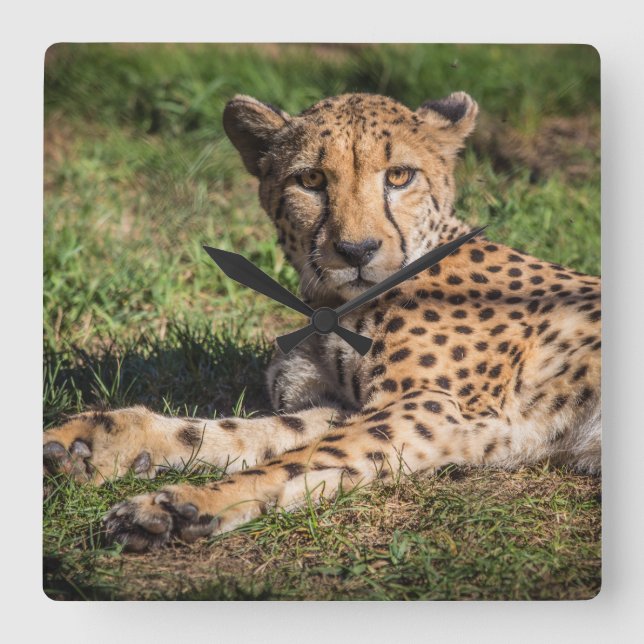 Relaxing Cheetah Square Wall Clock (Front)