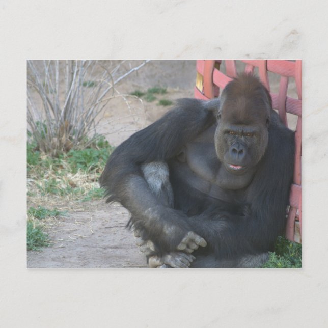 Relaxing Gorilla Postcard (Front)