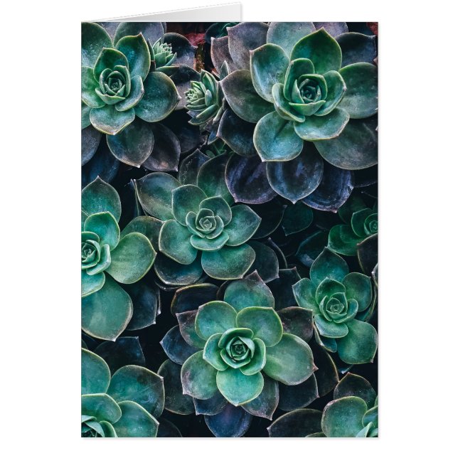 Relaxing Green Blue Succulent Cactus Plants (Front)