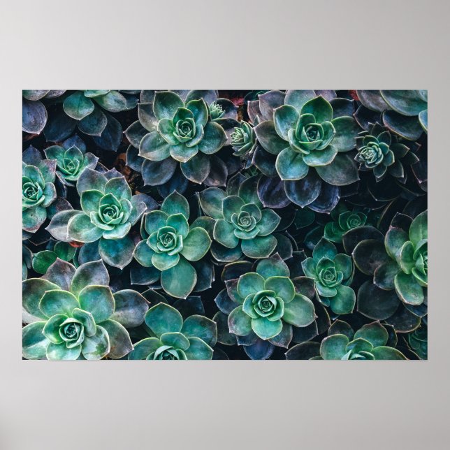 Relaxing Green Blue Succulent Cactus Plants Poster (Front)