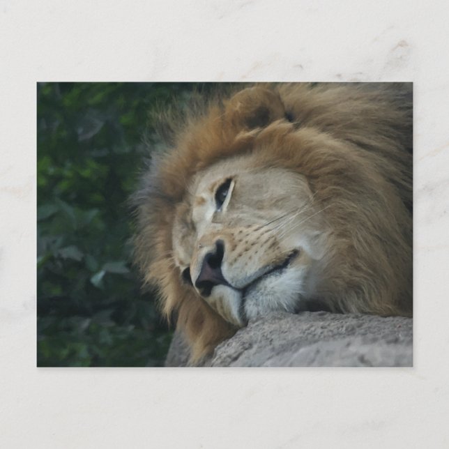 Relaxing Lion Horizontal Postcard (Front)