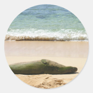 Relaxing Monk Seal