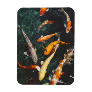 Relaxing Orange & White Asian Koi Fish Pond Magnet