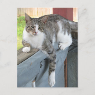Relaxing Tabby Postcard