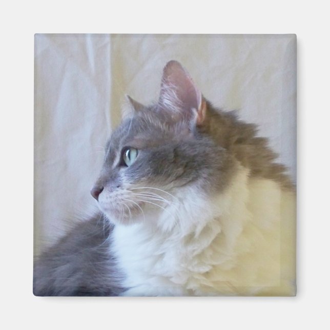 Rema Magnet 005 (Front)