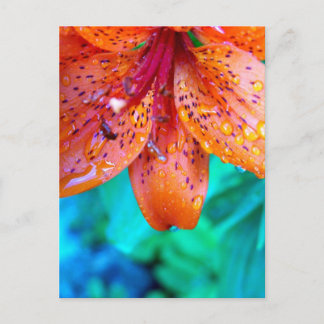 remains of summerrain postcard