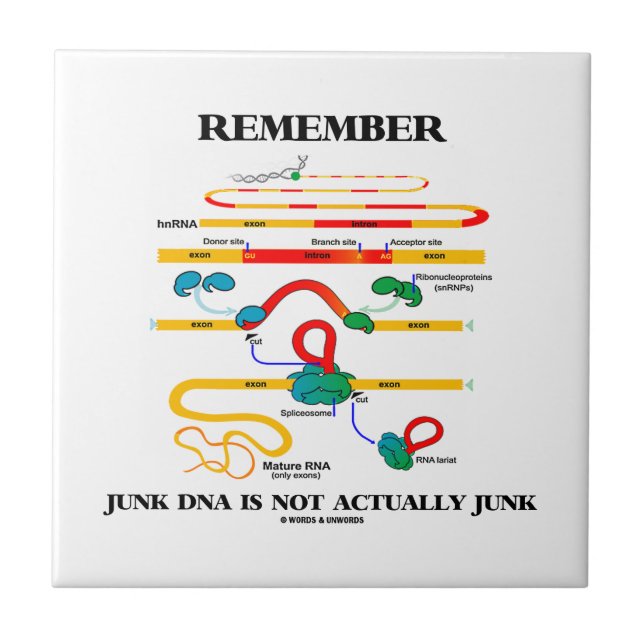 Remember Junk DNA Is Not Actually Junk Tile (Front)