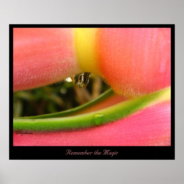 Remember the Magic Heliconia Poster Print (Front)
