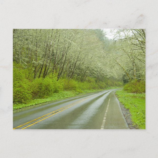 Remote highway through forest postcard (Front)