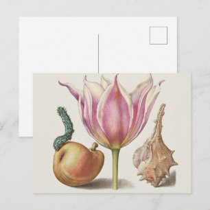 Renaissance Calligraphy Art Pink Tulip and Pear Postcard
