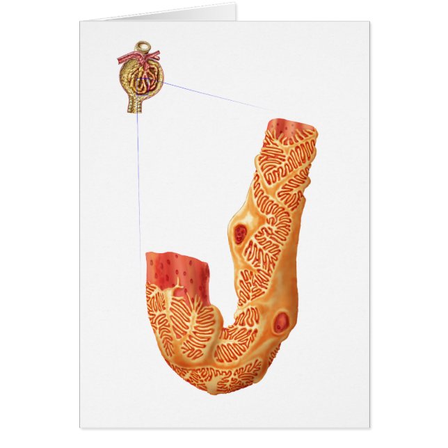 Renal Corpuscle And The Filtration Membrane (Front)